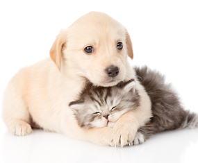 Puppy Hugging Kitten