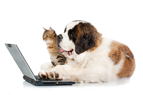 Dog and cat on laptop