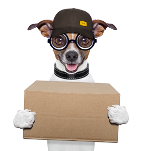 Dog in hat with box dressed like delivery person