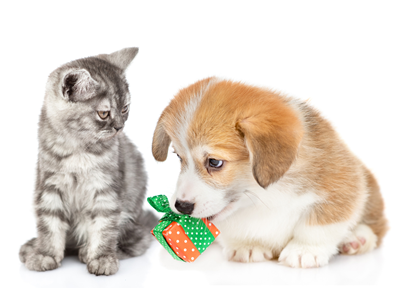 Puppy and kitten looking at a present