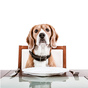 Dog at dinner table with empty plate waiting