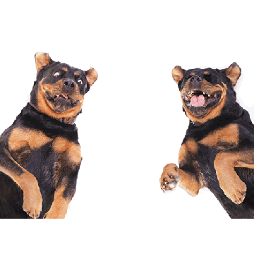 two big dogs look like they are laughing